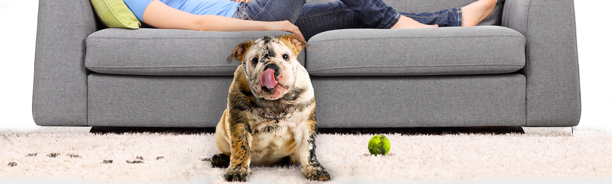 Dog on clean carpet with family